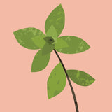 Essential Oil | Marjoram| 12ml