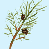 Essential Oil | Cypress | 12ml