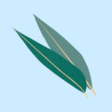 Essential Oil | Eucalyptus | 12ml